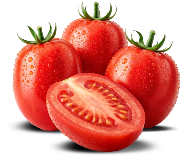 Tomate Samurai F1