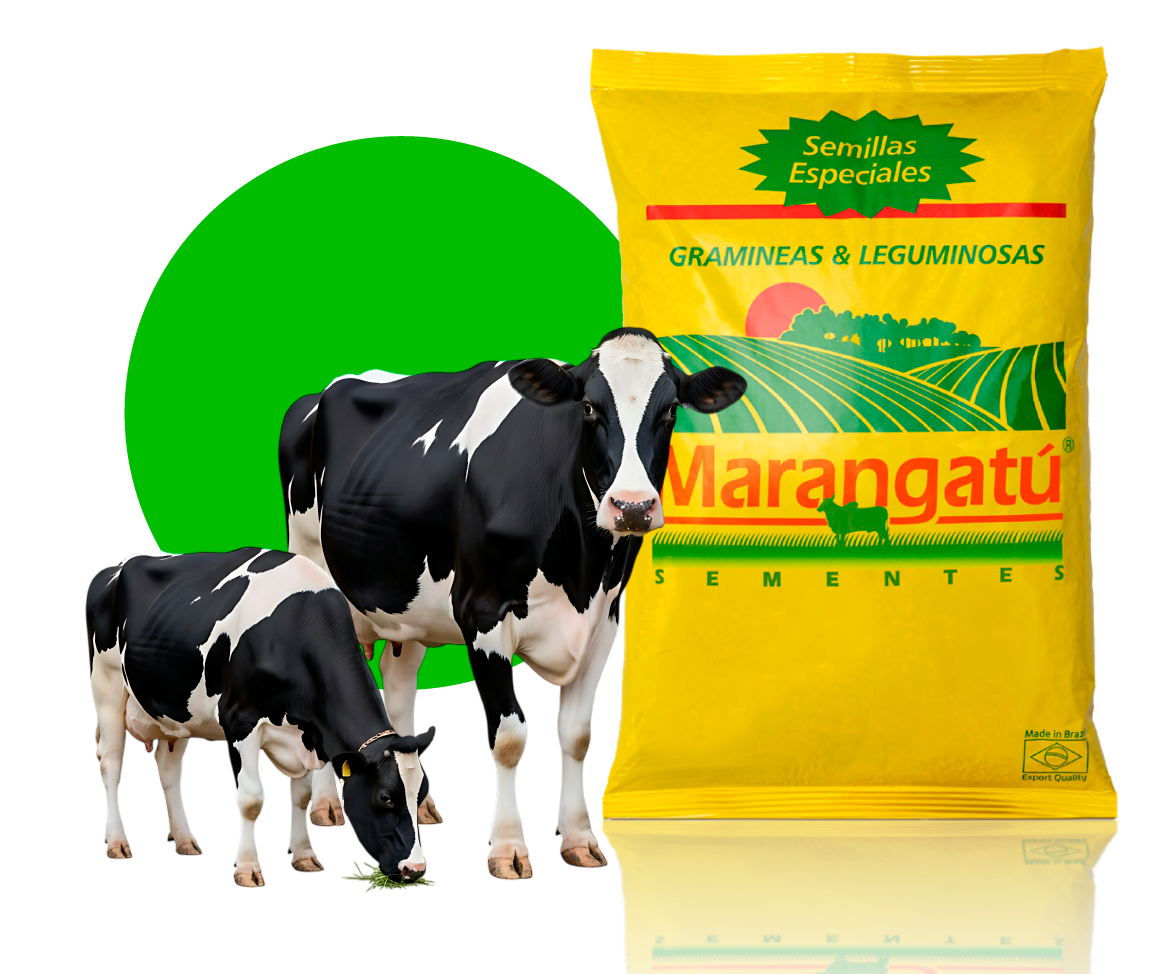 Semilla Marangatú para ganadería